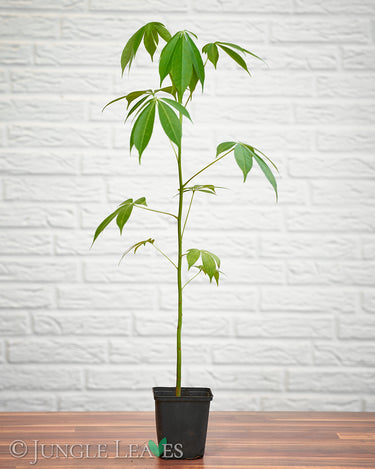 Ceiba pentandra