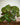 Begonia sizemoreae