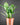 Spathiphyllum 'Diamond'