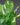 Spathiphyllum 'Diamond'