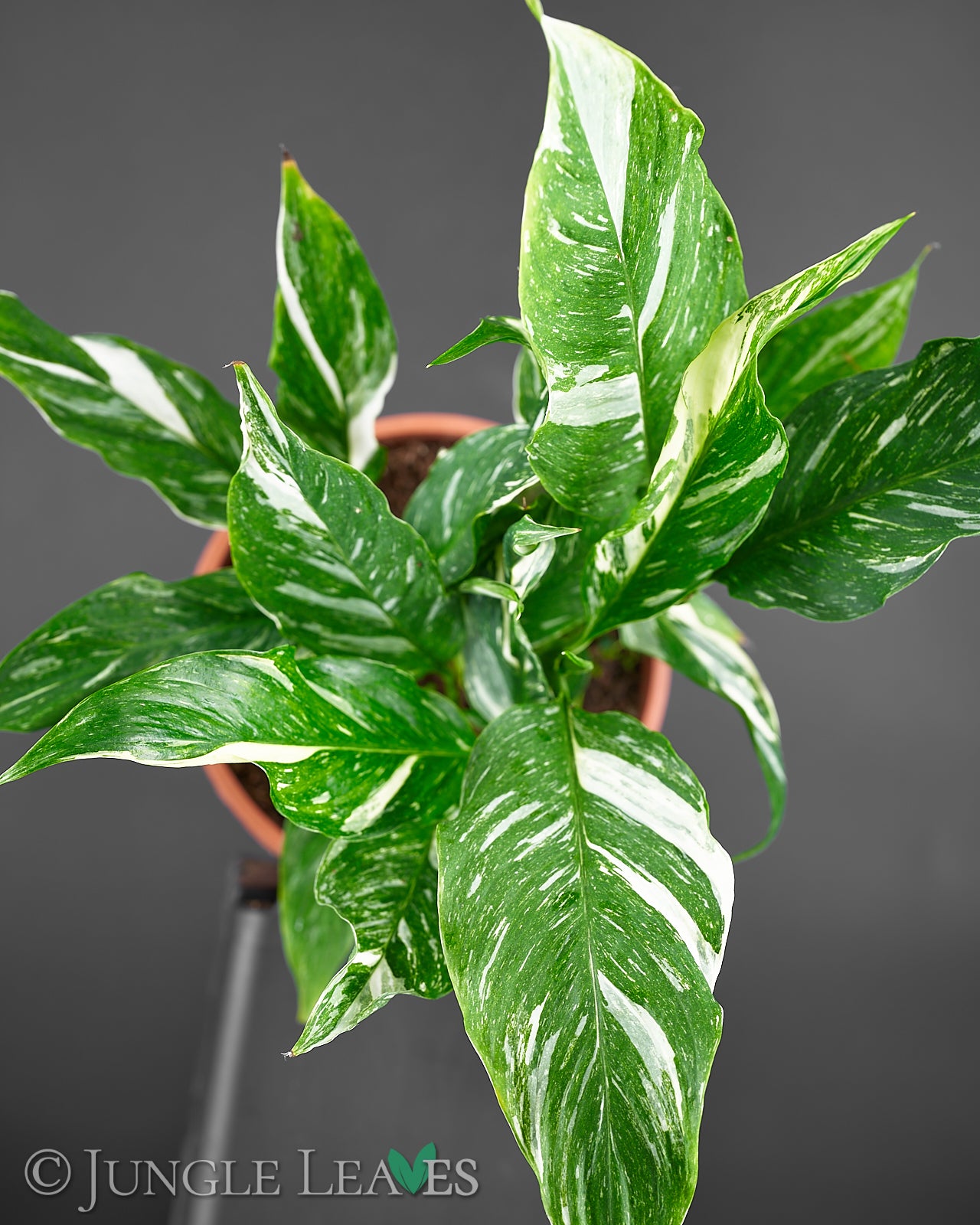 Spathiphyllum 'Diamond' €14.99