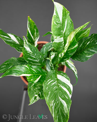 Spathiphyllum 'Diamond'
