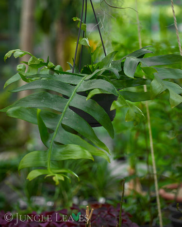 Epiphyllum chrysocardium