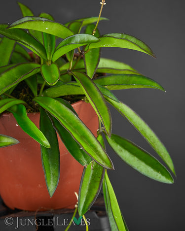 Hoya wayetii