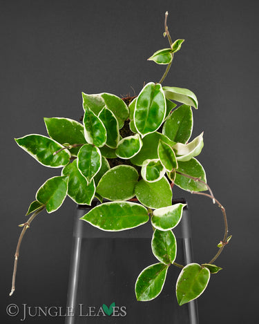 Hoya carnosa 'albomarginata'