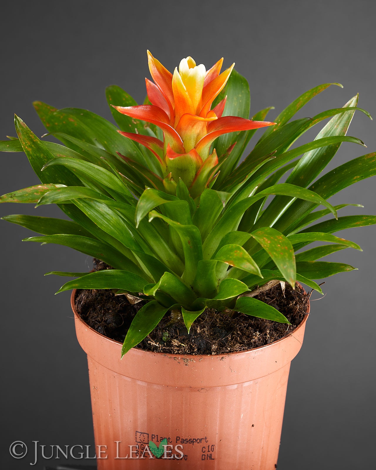Guzmania 'Theresa' 7,99 - Jungle Leaves