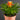 Guzmania 'Theresa'
