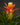 Guzmania 'Theresa'