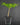 Amorphophallus albus