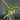 Platycerium bifurcatum