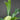 Platycerium bifurcatum