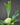 Platycerium bifurcatum