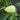 Platycerium bifurcatum