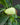 Platycerium bifurcatum