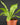 Asplenium antiquum - Helle Form