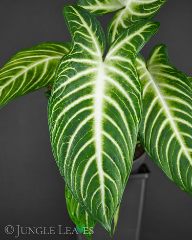 Caladium lindenii