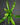 Asplenium antiquum