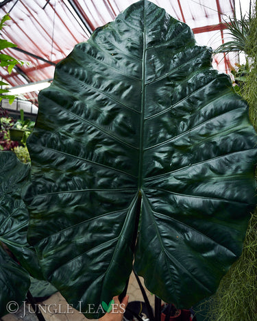Alocasia sarawakensis 'Yucatan Princess'