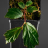 Begonia mabberleyana