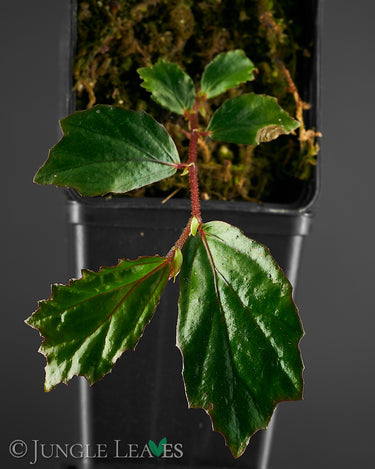 Begonia mabberleyana