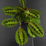 Maranta leuconeura 'Tricolor'