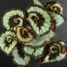 Begonia 'Escargot' Klassik