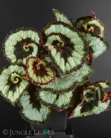 Begonia 'Escargot' Klassik