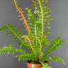 Blechnum brasiliense