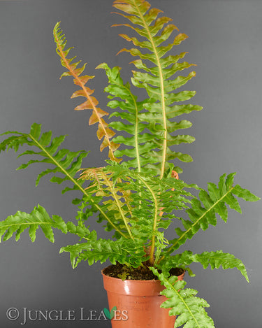 Blechnum brasiliense