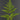 Doryopteris cordifolia