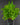 Doryopteris pedata