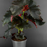 Begonia 'Black Angel'