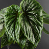 Begonia incarnata