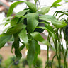 Epiphyllum oxypetalum