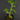 Plectranthus venteri
