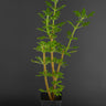 Plectranthus venteri