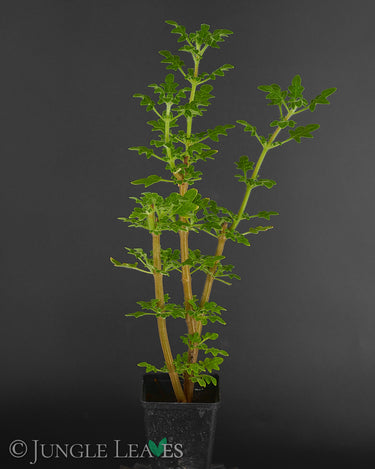 Plectranthus venteri