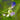 Plectranthus saccatus Blüte