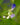 Plectranthus saccatus Blüte