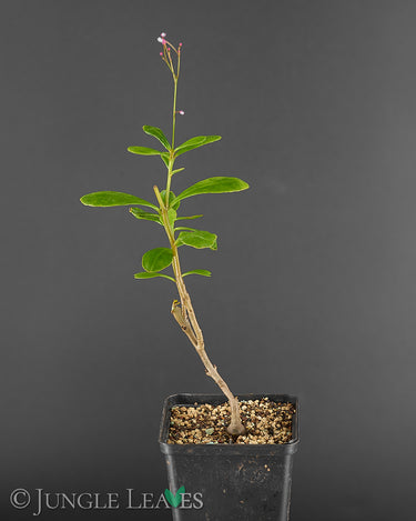 Talinum portulacifolium