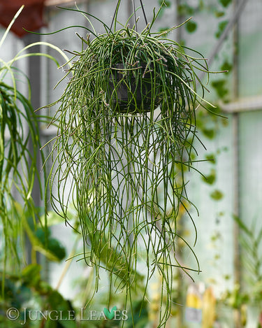 Rhipsalis puniceodiscus