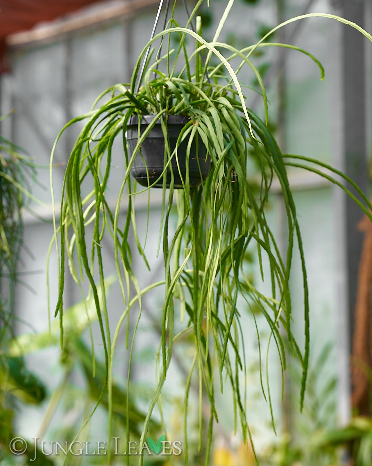 bolivianischer blattkaktus Lepismium bolivianum XL – Jungle Leaves