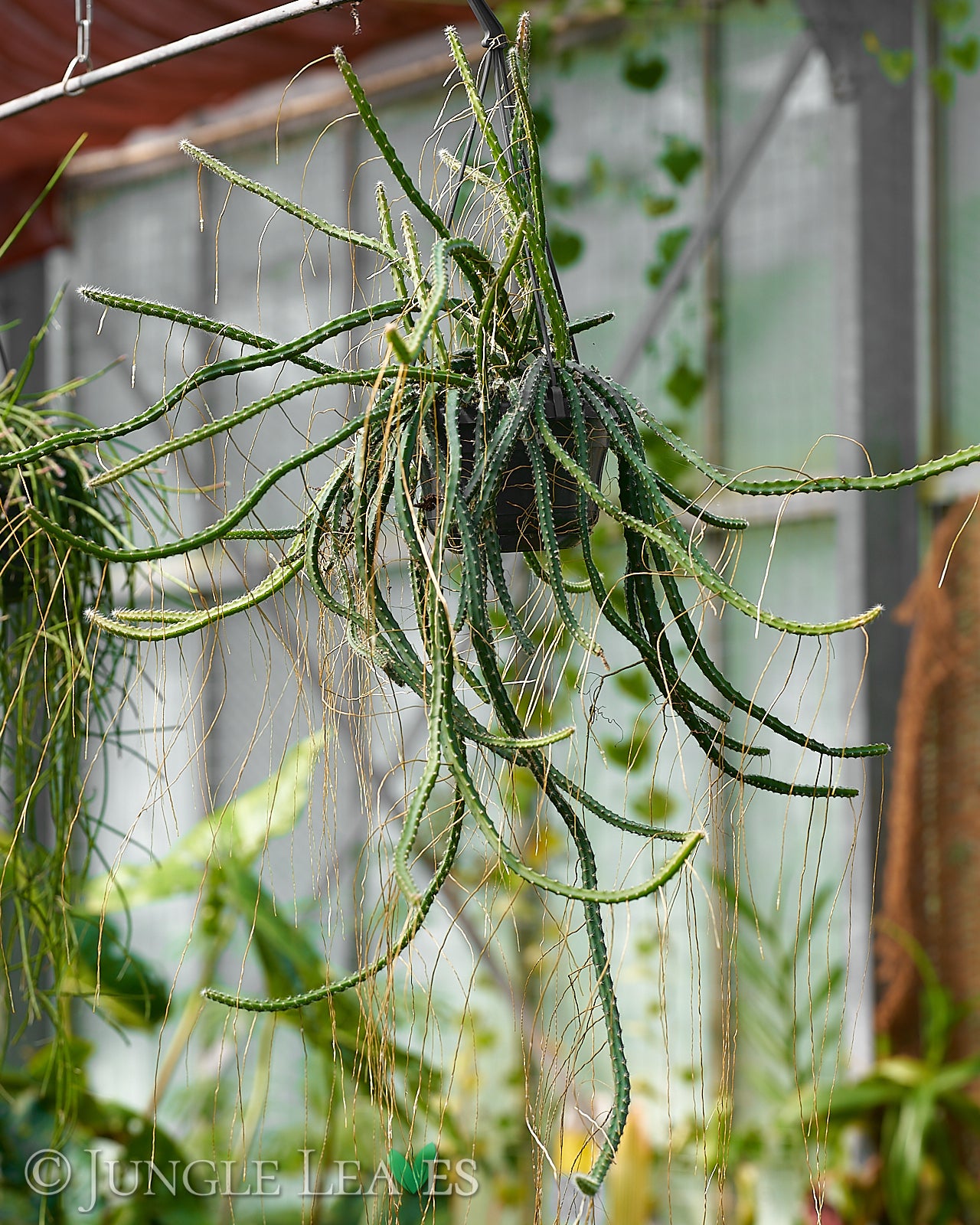 Selenicereus grandiflorus (Echte Königin der Nacht) – Jungle Leaves