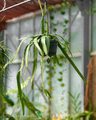 Lepismium monacanthum