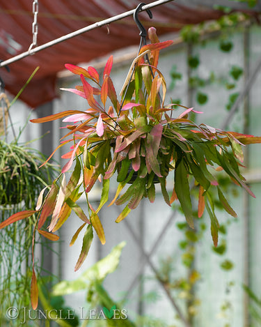 Pseudorhipsalis ramulosa