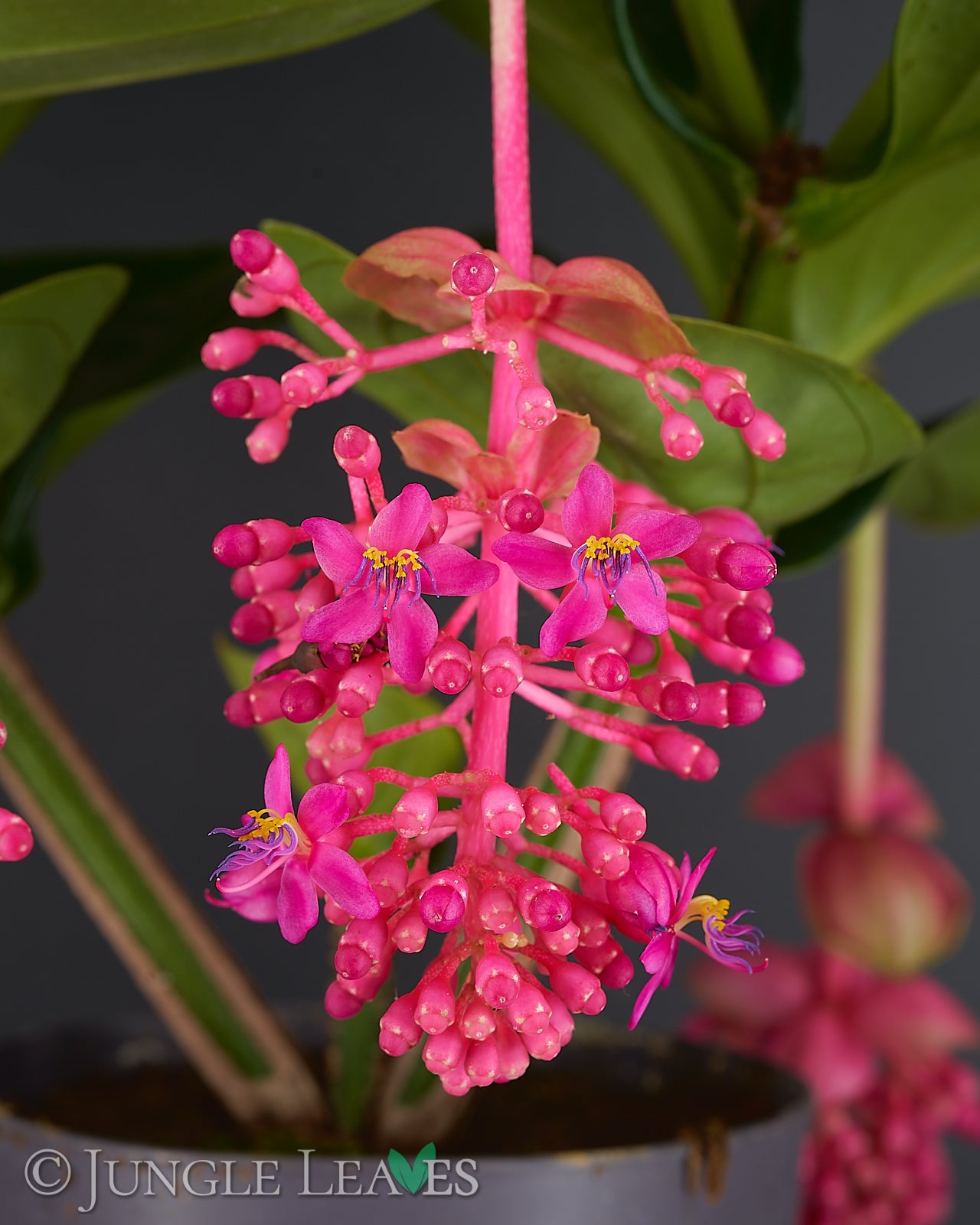 Medinilla magnifica 19,99€