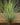 Tillandsia andreana