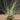 Tillandsia argentea
