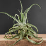 Tillandsia streptophylla