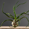 Tillandsia bulbosa